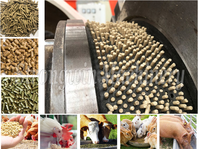 ring die feed pellet machine